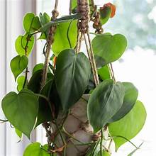 Philodendron Winner #1 