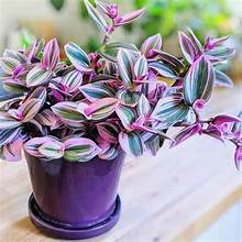 Tradescantia Winner #2