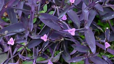 Tradescantia 