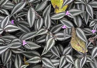 Tradescantia 