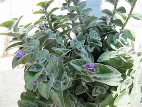 Tradescantia Winner #1