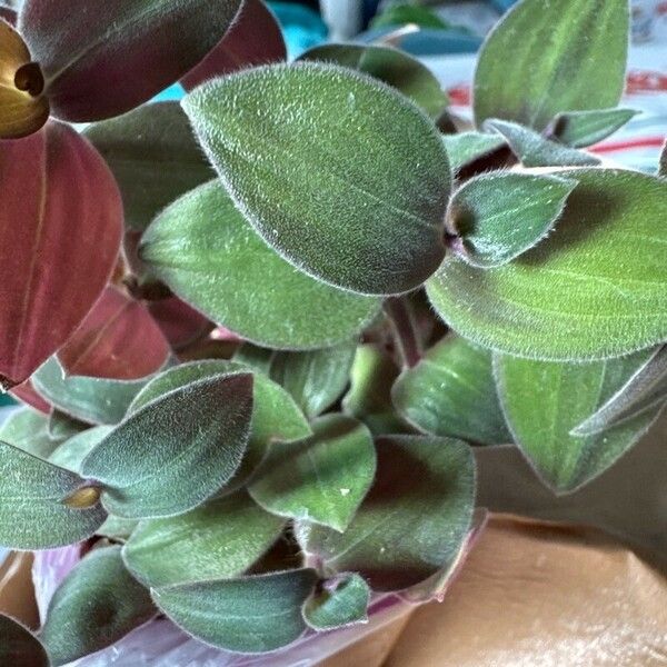 Tradescantia 